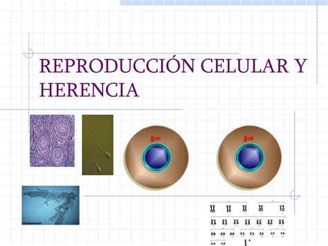Ppt ReproducciÓn Celular Y Herencia Powerpoint Presentation Free