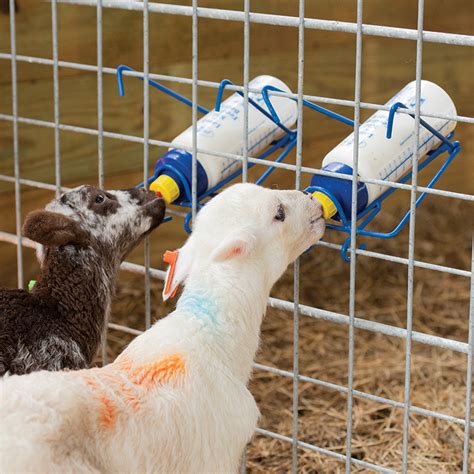 Bottle Rack For Feeding Lambs And Goat Kids Premier1supplies