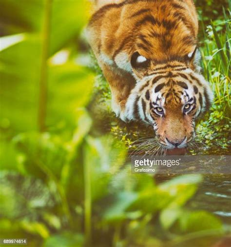 Tiger Drinking Water Photos And Premium High Res Pictures Getty Images