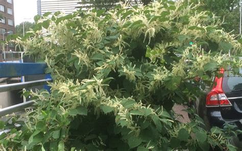 De japanse duizendknoop verspreidt zich razendsnel. Help mee de Japanse Duizendknoop te bestrijden - Amersfoort