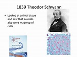 PPT - AIM: How did Scientists discover cells? PowerPoint Presentation, free download - ID:5757491
