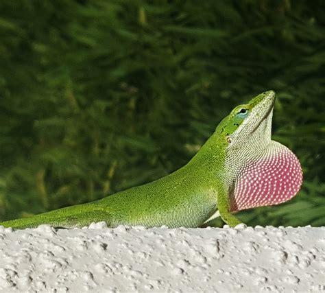 A Picture Of The Anole Green Lizard About Wild Animals