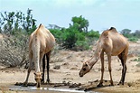 Dromedary Camels Drinking Photograph by Babak Tafreshi