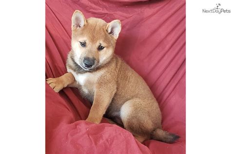 All our shiba inu puppies come with current vaccination & worming schedule along with american kennel club (akc) or american canine association (aca) registry. Shiba Inu puppy for sale near San Diego, California. | 6bd64c9d-2351