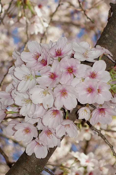 Light Pink Cherry Blossoms Photograph By Isabela And Skender Cocoli