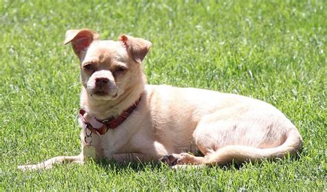 Chihuahua Pug Mix Discover The Adorable Chug My Dogs Name