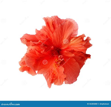 Red Hibiscus Flower Isolated On White Background Stock Photo Image Of