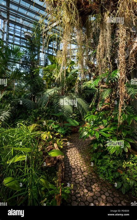 Rainforest Vegetation In A Greenhouse At Geneva Conservatory And