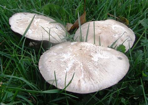 Leucoagaricus Leucothites White Dapperling Mushroom