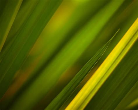 Текстуры трава зелёный обои для рабочего стола картинки фото 1280x1024