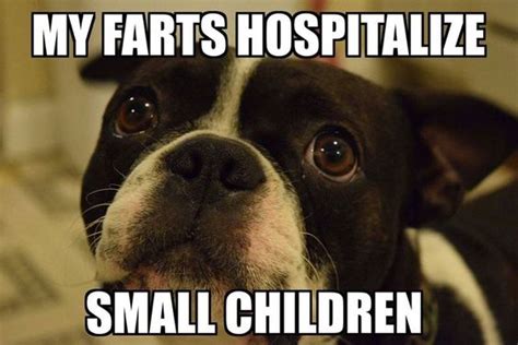 10 Best Boston Terrier Memes Of All Time