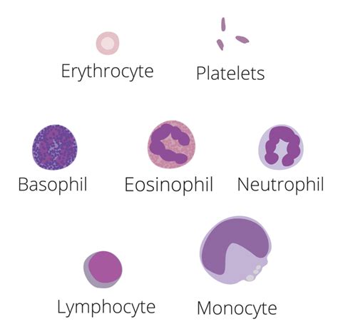 Neutrophils Low High Normal Range