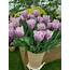 Growing Tulips  How To Plant Grow And Care For Tulip Plants