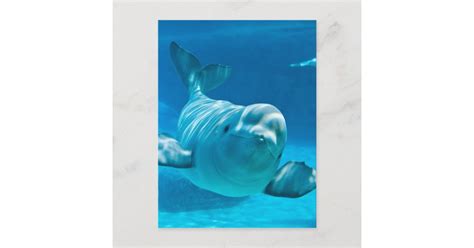 Beluga Whale Postcard Zazzle