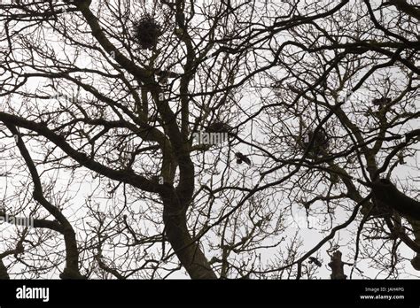 Crows Nests Hi Res Stock Photography And Images Alamy