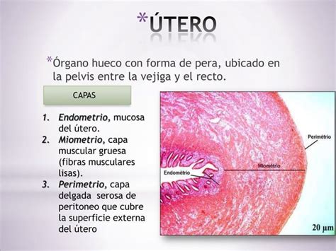 Histología Del Aparato Genital Femenino Ppt