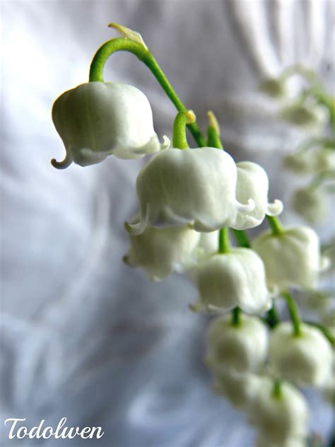 If your sachet isn't smelling very strong, just massage the lavender filling to release more scent. Todolwen: Sweet Smelling Pretties From My Garden