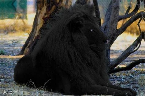 Rare Black Lion Rare Black Lion The Cats Meow Black Lion