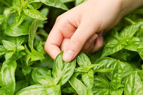 5 Herb Garden Tips For Beginners Ebay