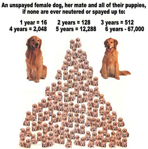 In addition to a larger. BarkATL | Dog Boarding | Benefits of Spaying & Neutering ...