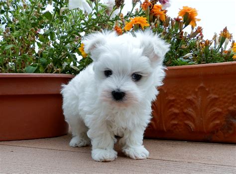 Check spelling or type a new query. Maltese Puppies For Sale | Phoenix, AZ #210276 | Petzlover