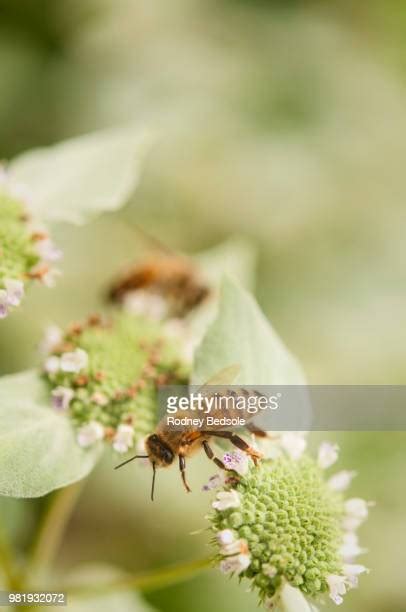 Mountain Mint Photos And Premium High Res Pictures Getty Images