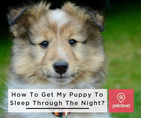 Have a plan in mind to fulfill his needs and stick to it from. How Do I Get My Puppy To Sleep Through The Night? | Blog ...