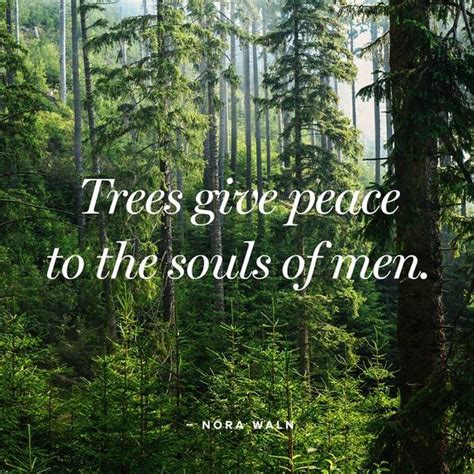 Peace From Trees Mother Earth Mother Nature Wise Words Words Of