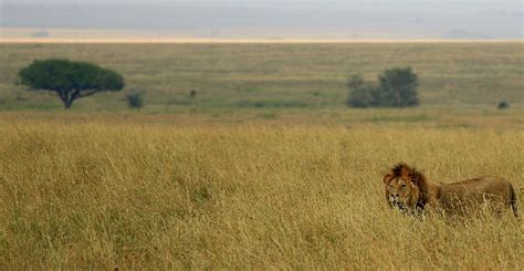 African Savanna Dry Season Pets Lovers