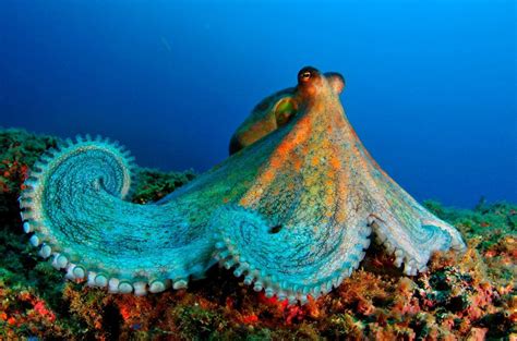 1 Twitter Common Octopus Ocean Animals Ocean Creatures