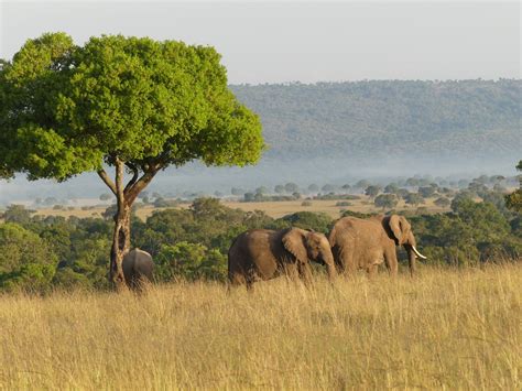 Habitat Loss Mara Elephant Project