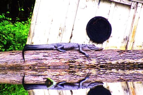 Alligator Sunning On Log With Reflection In The Water Stock Photo