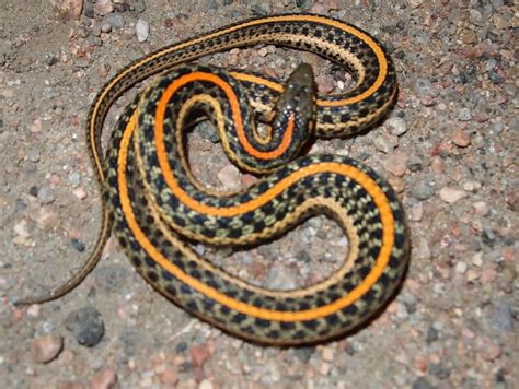 Plains Garter Snake Thamnophis Radix Is A Species Of Garter Snake