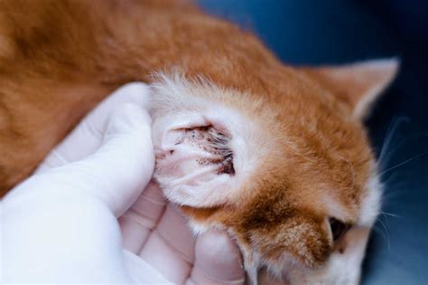 Can Ear Mites Spread From Cat To Dog