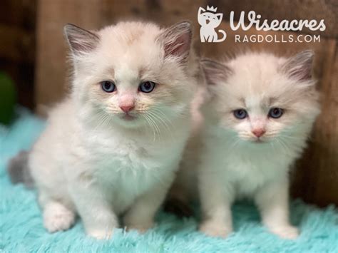 Ragdoll Kittens For Sale Wiseacres Ragdoll Kittens