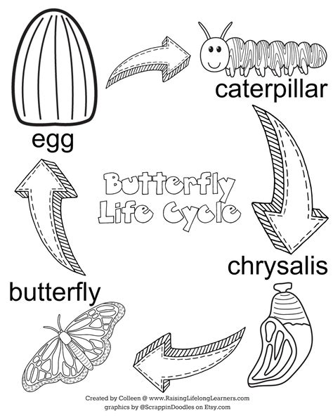 Free Butterfly Life Cycle Worksheet