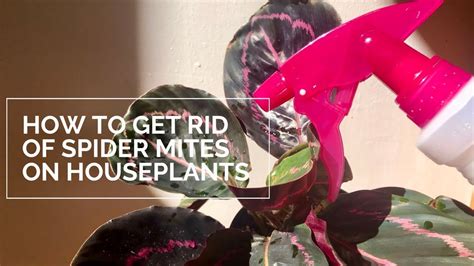 How To Get Rid Of Spider Mites With Neem Oil On Houseplants Steps