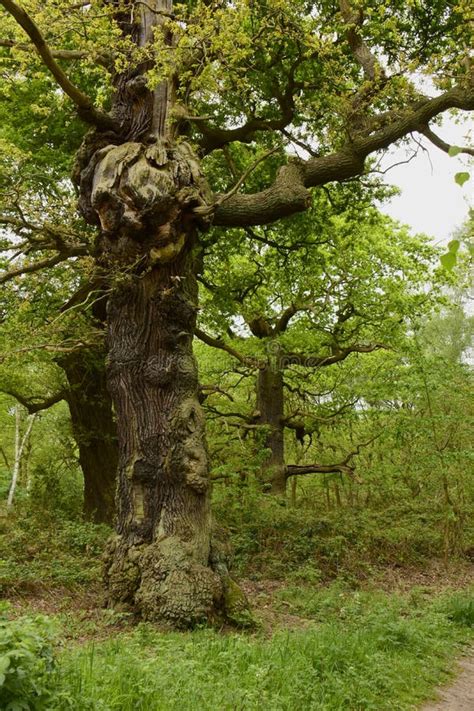 Ancient Oak Trees Gen Quercus Stock Photo Image Of Park Twigs