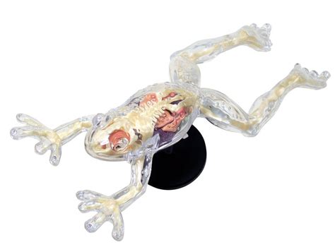 Aoshima 4d Vision Animal Dissection Model No13 Frog Dissection
