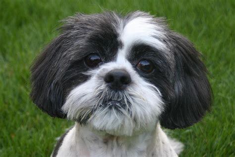 Cutie Shih Tzu Dog Wallpapers And Images Wallpapers
