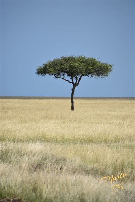 Savanna Tree On The Open Grassland Of Masai Mara National Reserve