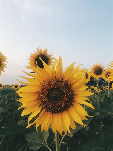 Sunflower Aesthetic Backgrounds Photo Backgrounds Aesthetic