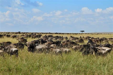 Great Migration In Masai Mara Stock Photo Image Of Bush Environment