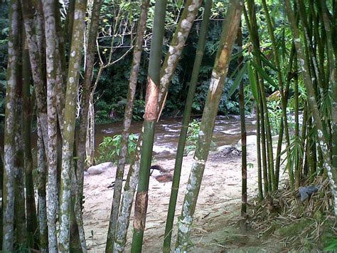 We did not find results for: Hi-5Mommytellsstories: Impian Rimba Resort @ Hulu Langat