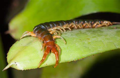 Giant Centipede Australian Geographic