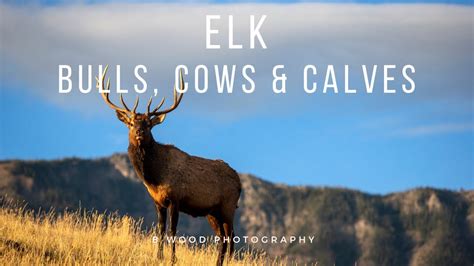 Elk Bulls Cows And Calves 😍 Youtube