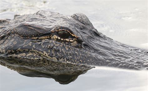 American Alligator Alligator Mississippiensis 11 3 2015 Flickr