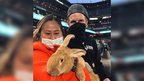 Therapy Bunny At Sf Ballpark Brings Smiles Is Instant Hit Nbc Los