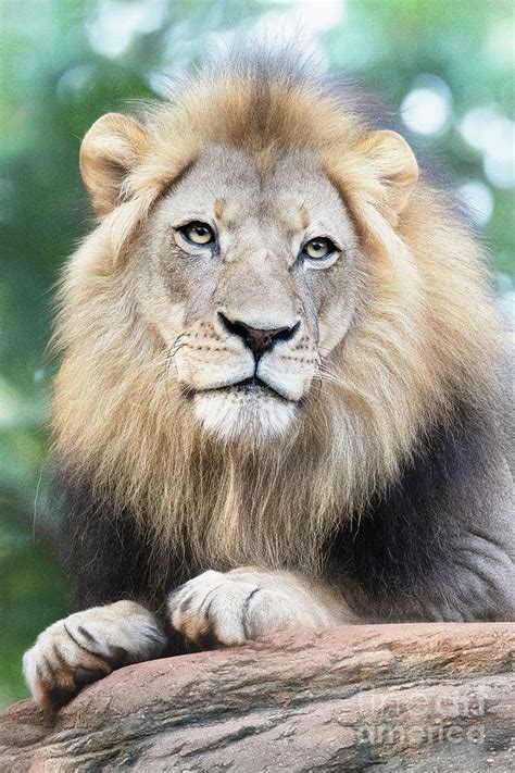 Portrait Of The Male Lion Photograph By Linda D Lester Pixels