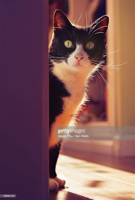 A Cat Peeking Around A Corner High Res Stock Photo Getty Images
